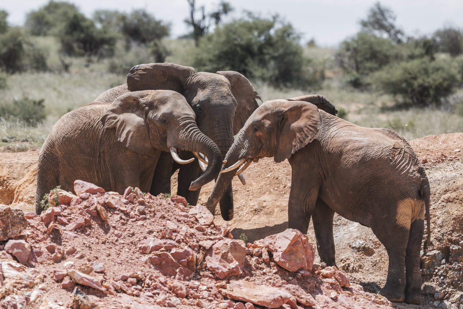 Elephant Orphanage & Nairobi Excursions
